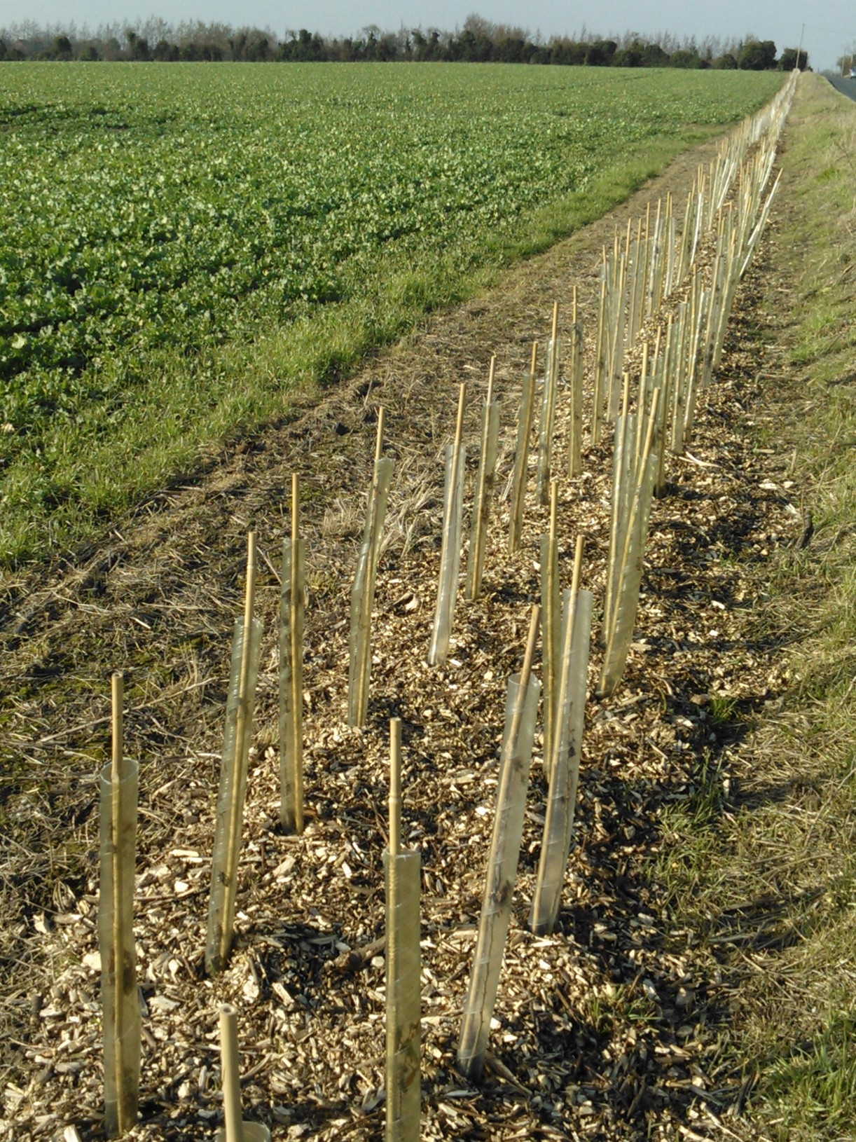 Hedge Planting - Fowler Fencing