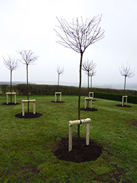 Tree Planting - Fowler Fencing